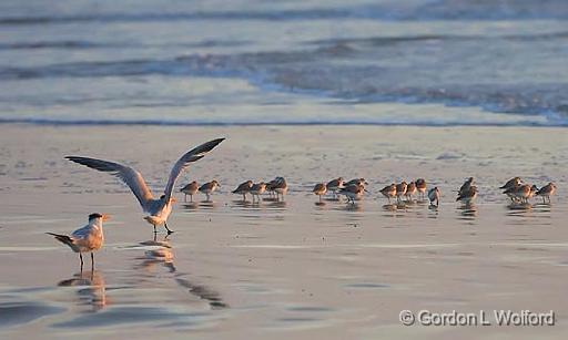 GET OFFA MY BEACH!!!_41618.jpg - Photographed along the Gulf coast on Mustang Island near Corpus Christi, Texas, USA.